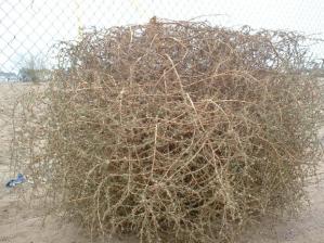tumbleweed_about_a_meter_tall