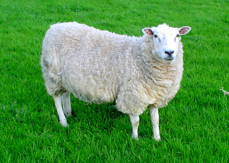lleyn_sheep
