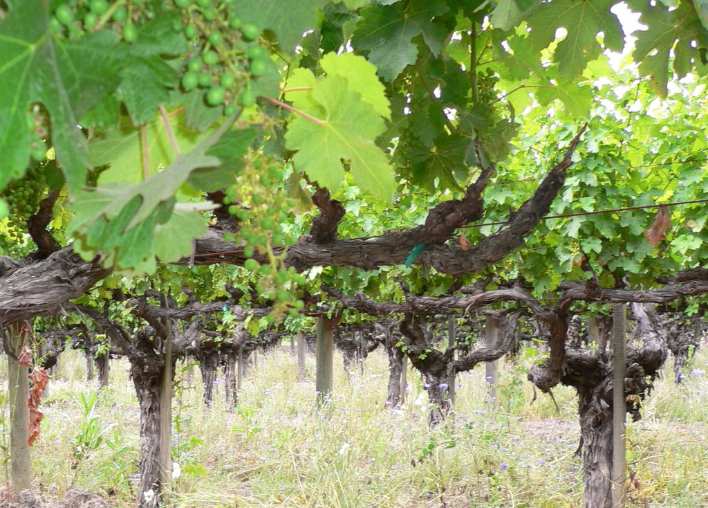 Abiding in the Vine: I. An&nbsp;Introduction