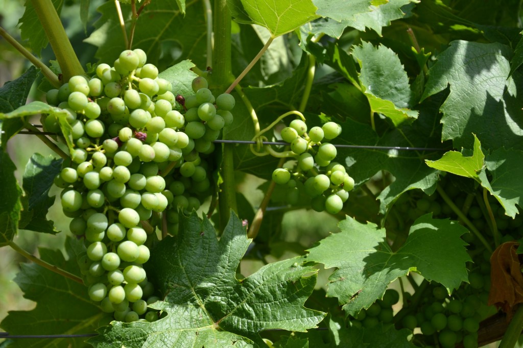 Abiding in the Vine: IV. Bearing&nbsp;Fruit