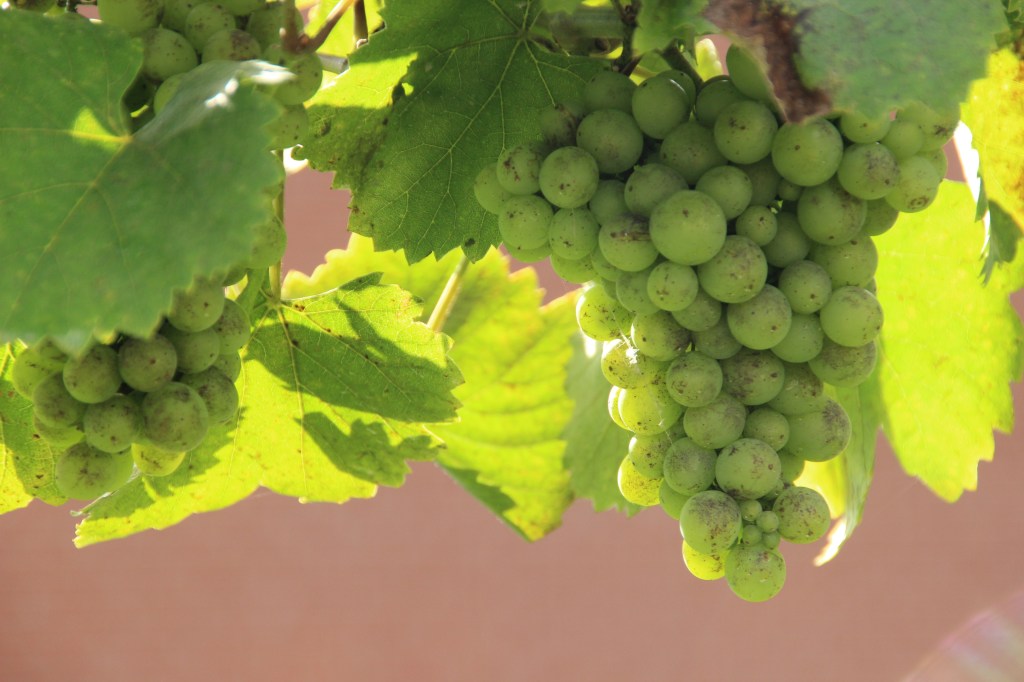 Abiding in the Vine: V. Fruitful&nbsp;Prayer