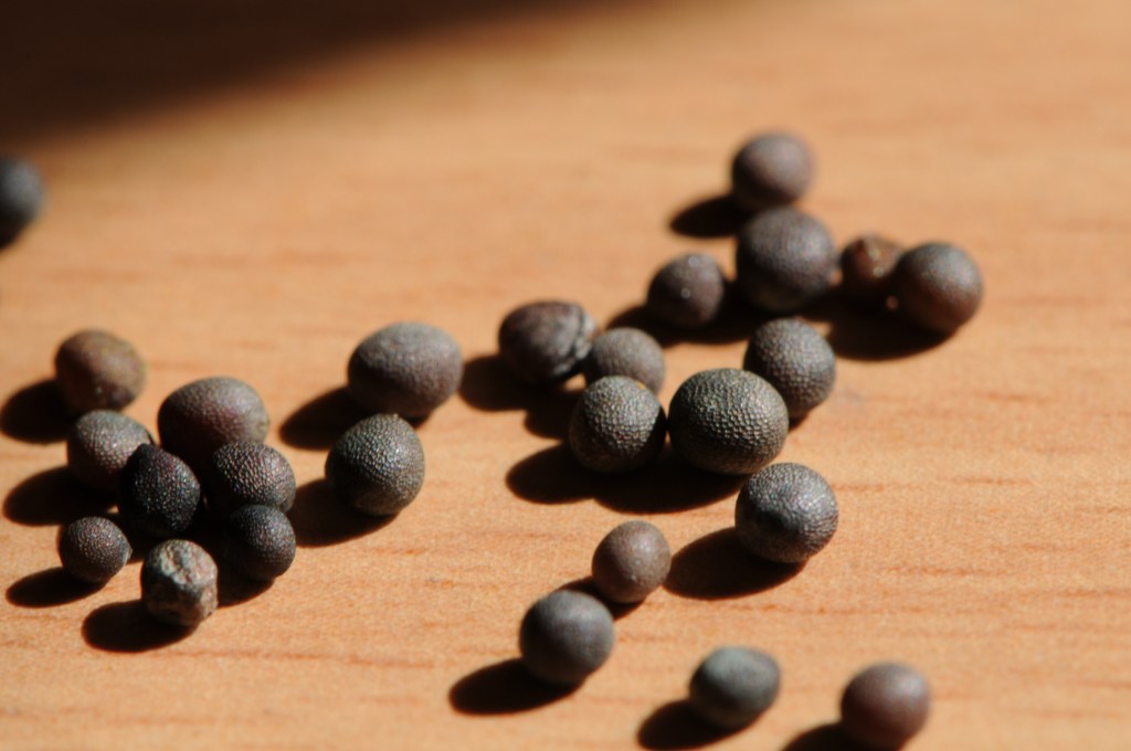 The Words of Christ—Matthew&nbsp;17:20