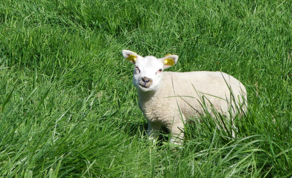 Servants of Our&nbsp;Shepherd/King